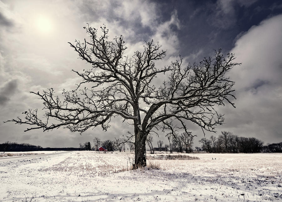 After the Snow - Majestic snow-frosted oak tree in Wisconsin field with farm in background Photograph by Peter Herman