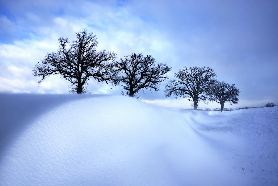 After the Storm - Oak trees with snowdrift after a snowstorm  Photograph by Peter Herman