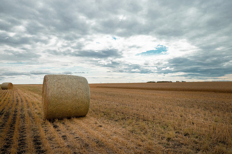 Harvest Photograph - After the wheat harvest in Alberta by Karen Rispin