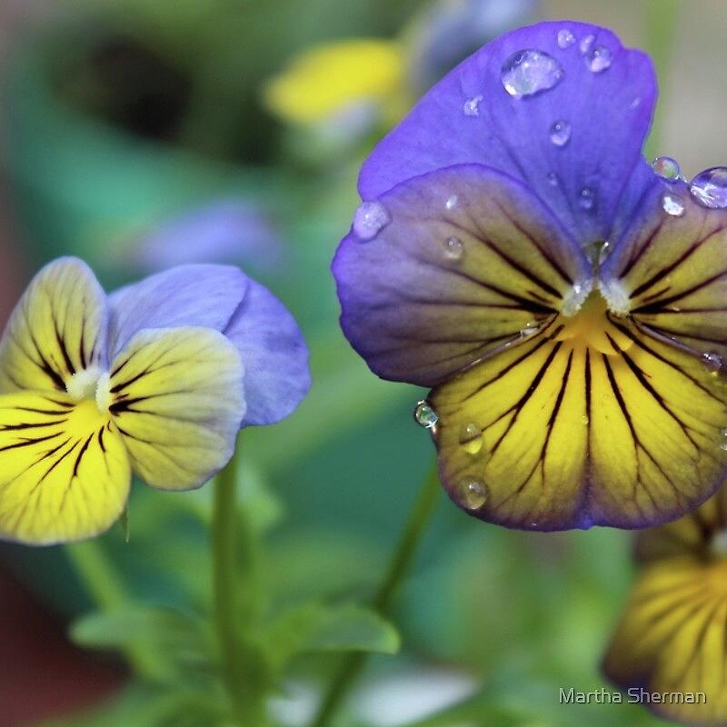 Flower Photograph - After Watering the Pansies by Martha Sherman