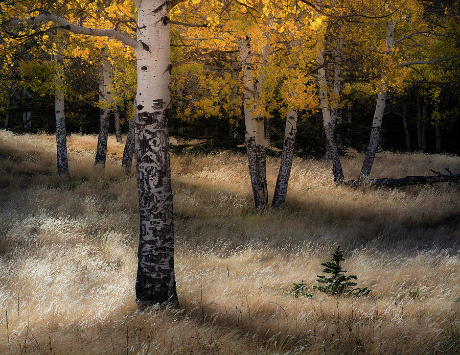 Afternoon Aspen Meadow Photograph by The Forests Edge Photography - Diane Sandoval