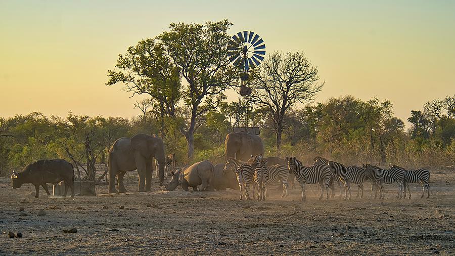 Afternoon at the Watering Hole Photograph by Heidi Fickinger