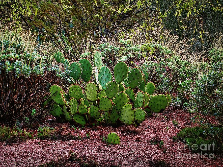 Afternoon Cactus Photograph by Jon Burch Photography