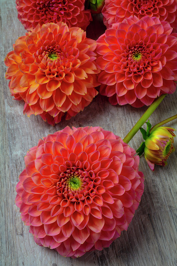 Afternoon Dahlias Photograph by Garry Gay - Fine Art America