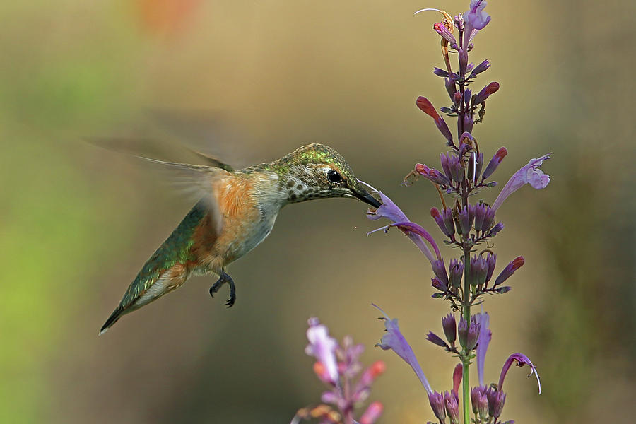 Afternoon Delight Photograph by Kathy Port - Fine Art America