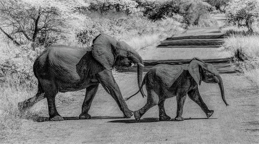 Afternoon Elephant Stroll, Black and White Photograph by Marcy Wielfaert