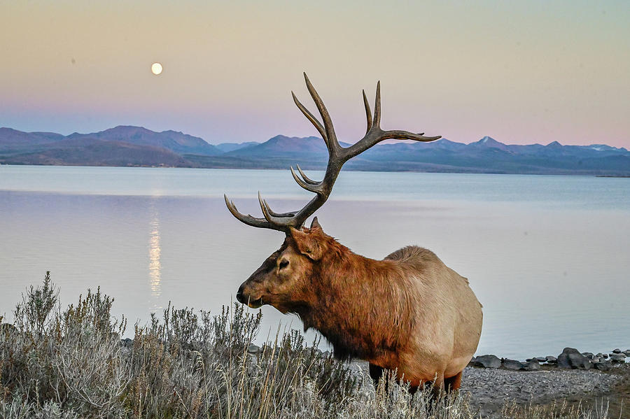 Afternoon Elk Photograph by Ed Stokes