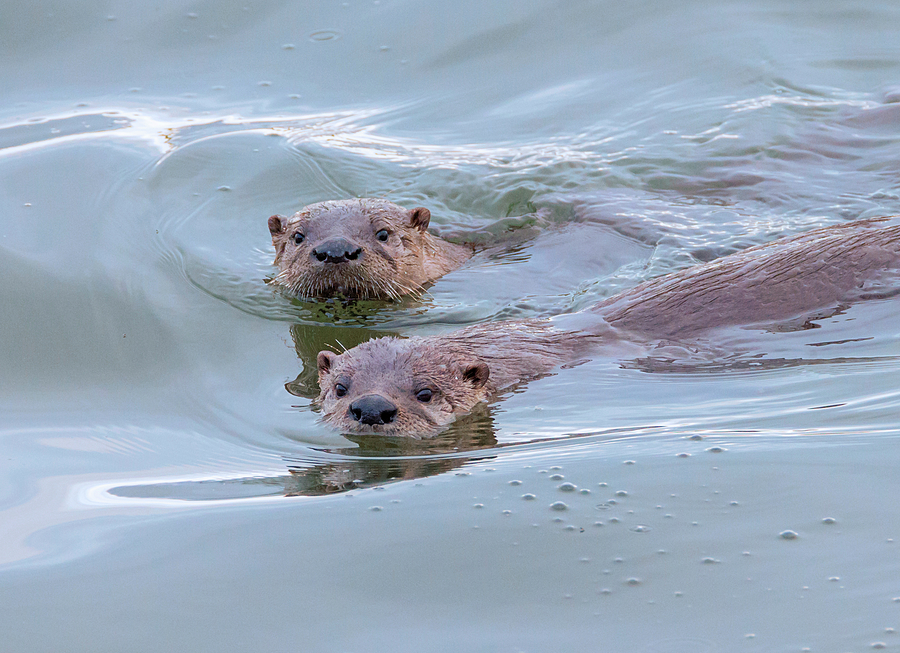 North American River Otter Photograph - Afternoon Fishing Trip by Loree Johnson