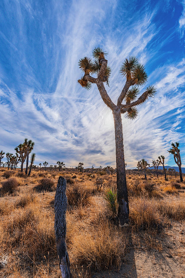 Afternoon in Joshua Tree Photograph by Local Snaps Photography