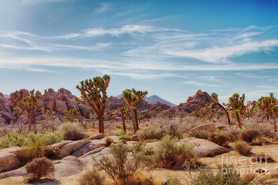 Afternoon In Joshua Tree Photograph