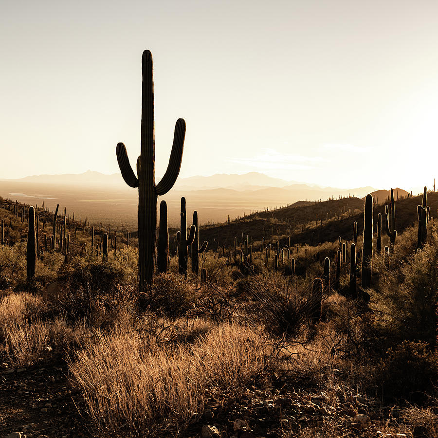 Afternoon in Saguaro Valley Photograph by Kelly VanDellen