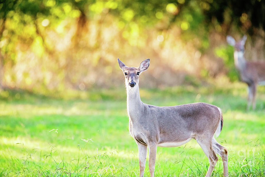 Deer Photograph - Afternoon in Two Rivers Park by Scott Pellegrin