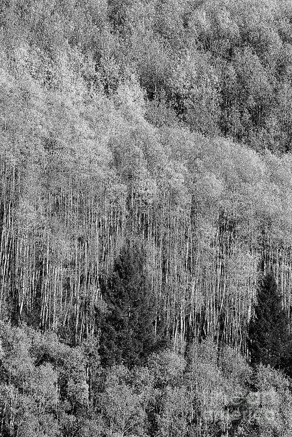 Afternoon Light on Aspen Vista Trail Trees Four 2 Photograph by Bob Phillips