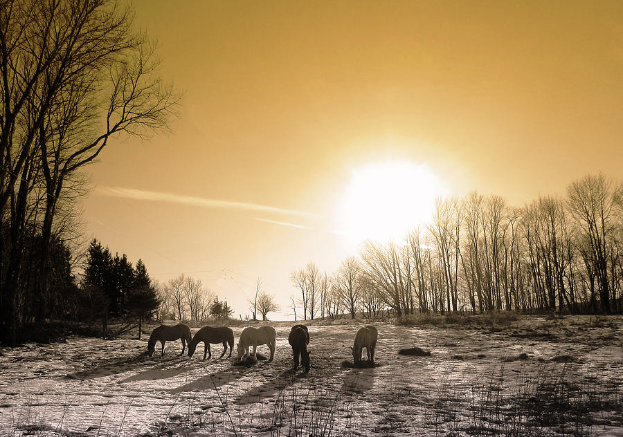 Afternoon Light by Patricia Keller Afternoon Light by Patricia Keller