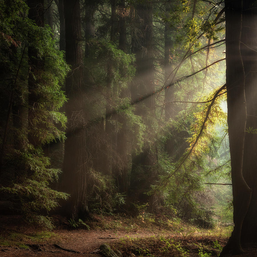 Afternoon light, Roys Redwoods Photograph by Donald Kinney