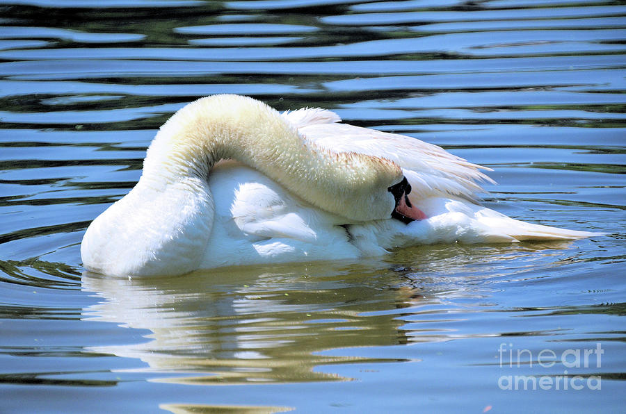 Afternoon Nap     Swan  Photograph by Elaine Manley