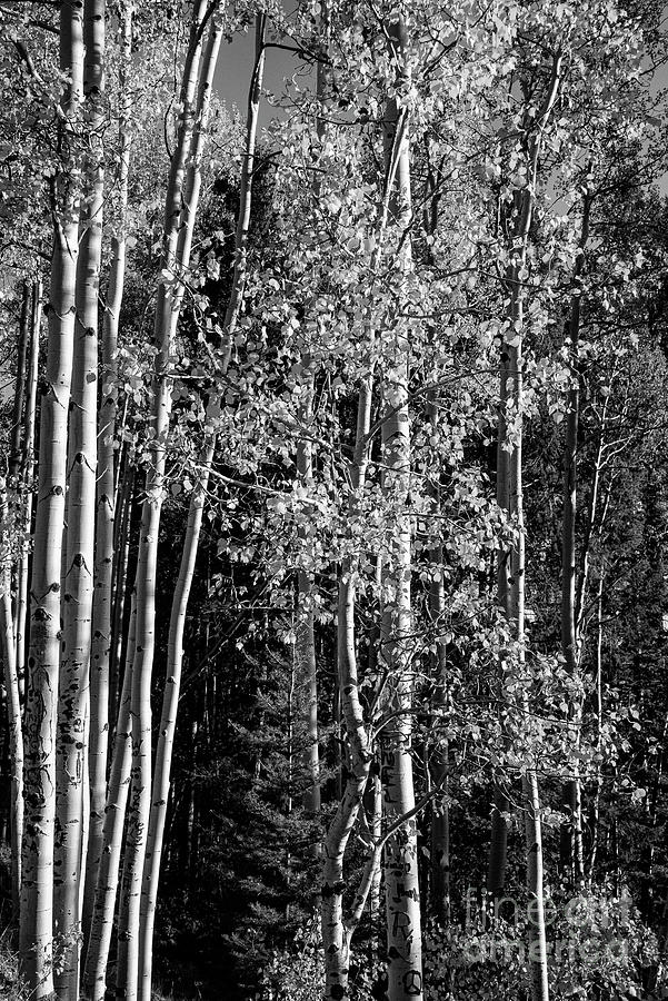 Afternoon on Aspen Vista Trail Trees Three 2 Photograph by Bob Phillips