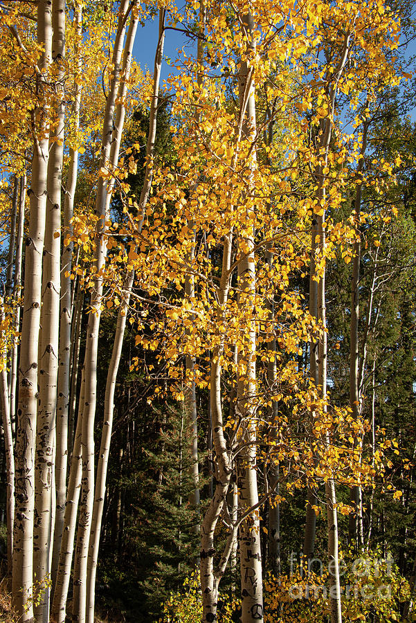 Afternoon on Aspen Vista Trail Trees Three Photograph by Bob Phillips