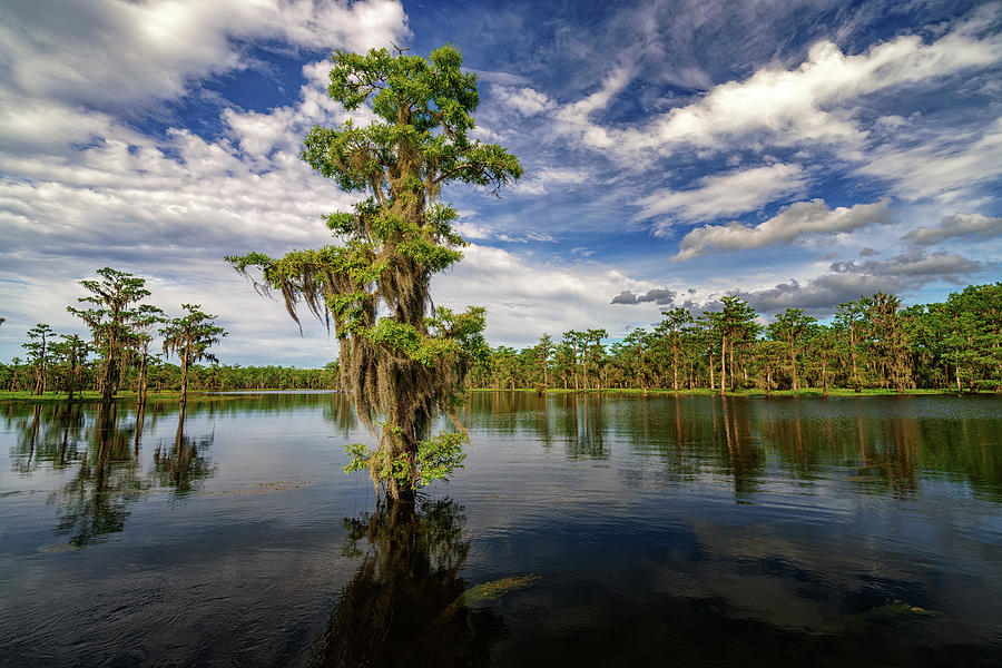 Tree Photograph - Afternoon on the Bayou by Rick Berk