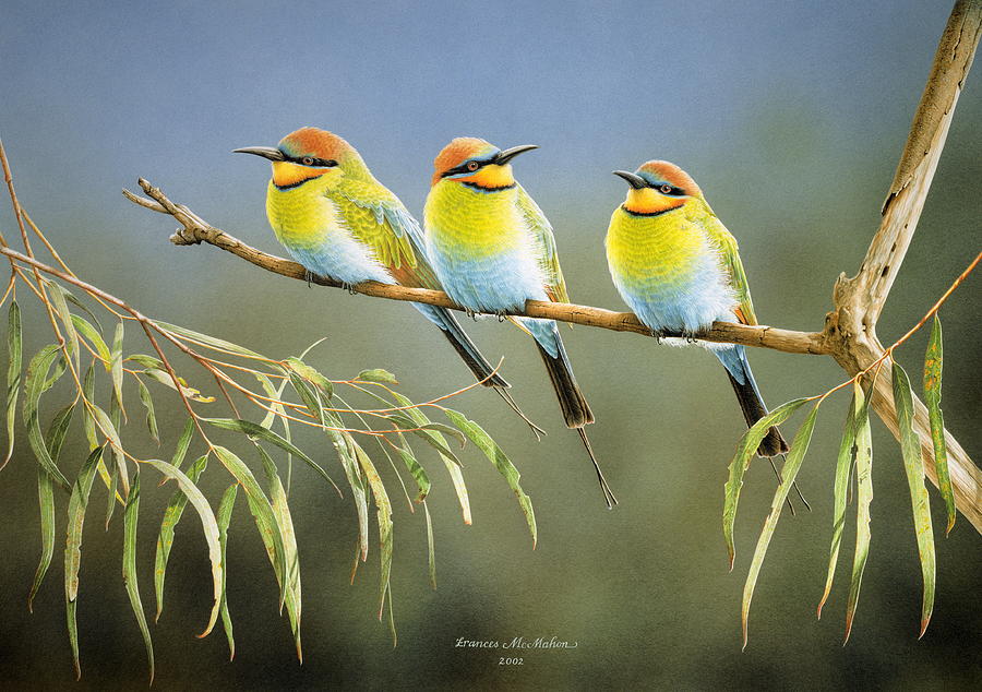 Afternoon Repose Rainbow Bee Eaters Painting By Frances Mcmahon