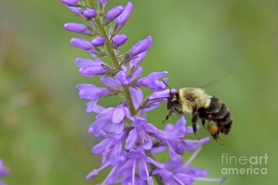 Afternoon Snack - Bumble Bee on Lavender Photograph by Jayne Carney