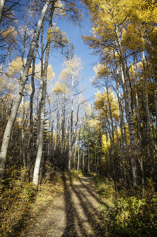 Afternoon Stroll Photograph by Marianne Hamer - Fine Art America