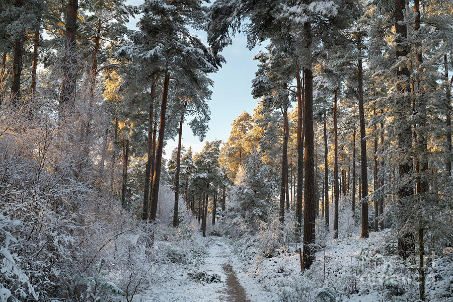 Afternoon Sunlight in a Snow Covered Pine Wood Photograph by Tim Gainey