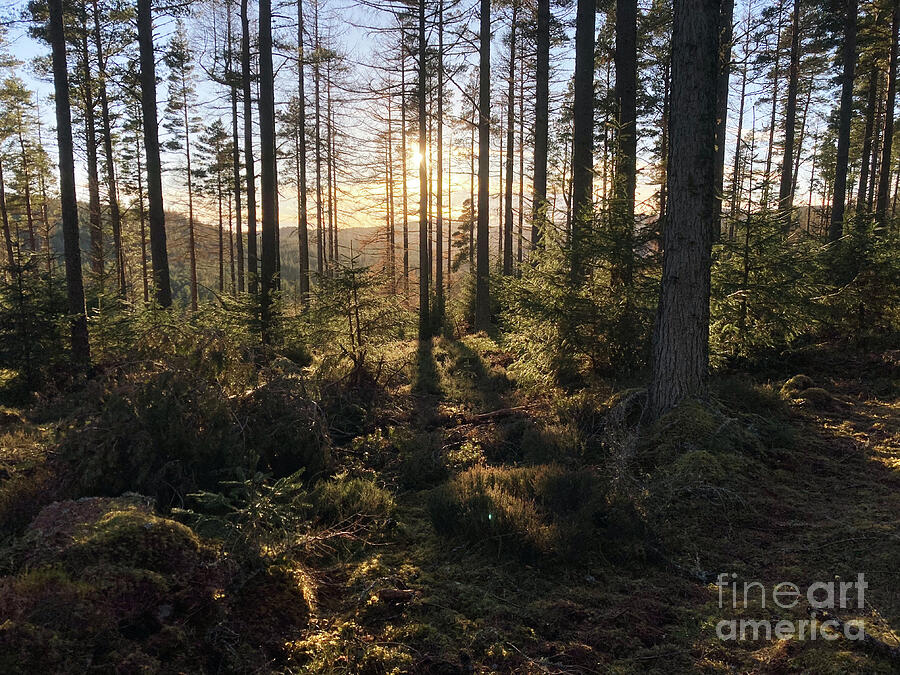 Afternoon Sunshine Forest Photograph by Phil Banks