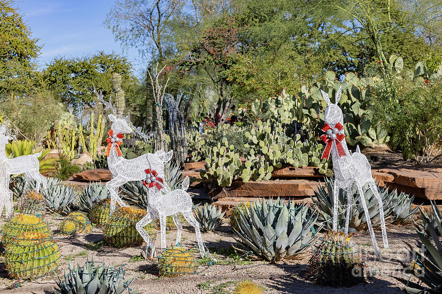 Christmas Photograph - Afternoon view of the cactus garden with christmas decoration of by Chon Kit Leong