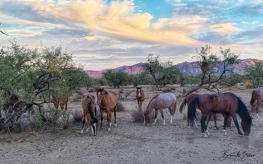 Afternoon with the Wild Horses Photograph by Barbara Zahno