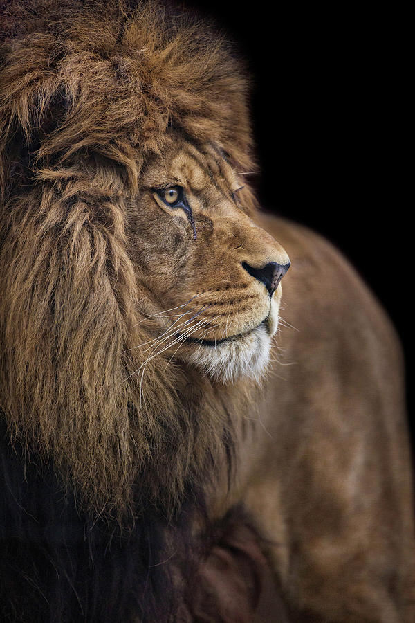 Lion Photograph - Against All Odds by Ashley Vincent