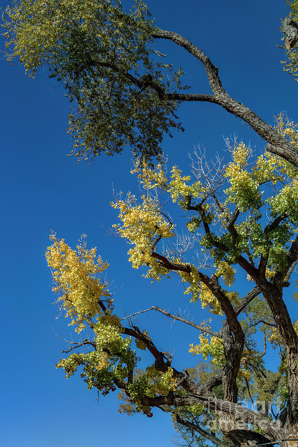 Jon Burch Photograph - Against The New Mexico Sky by Jon Burch Photography