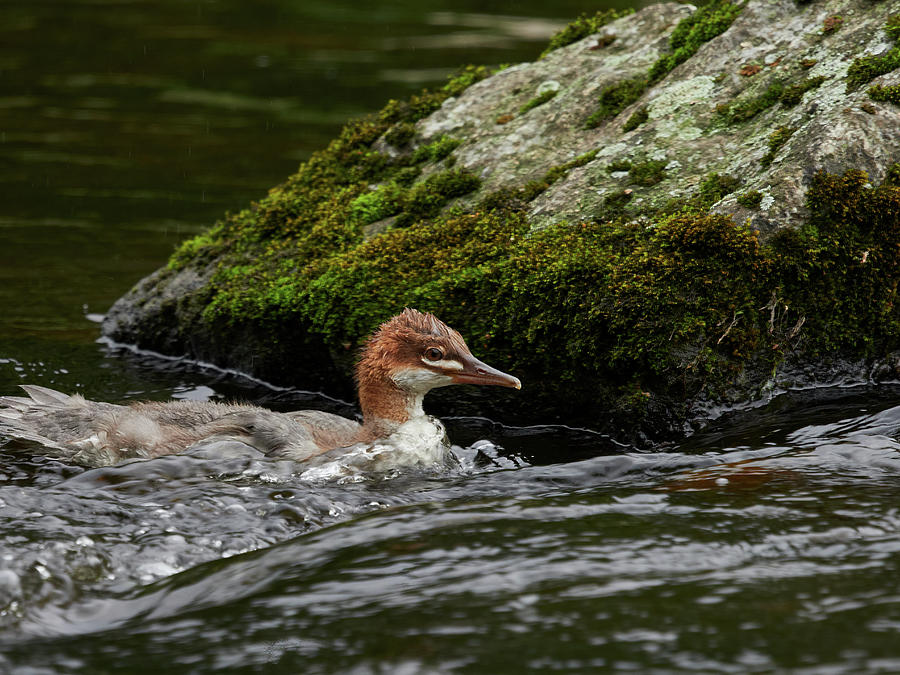 Against the stream. Young Common merganser Photograph by Jouko Lehto