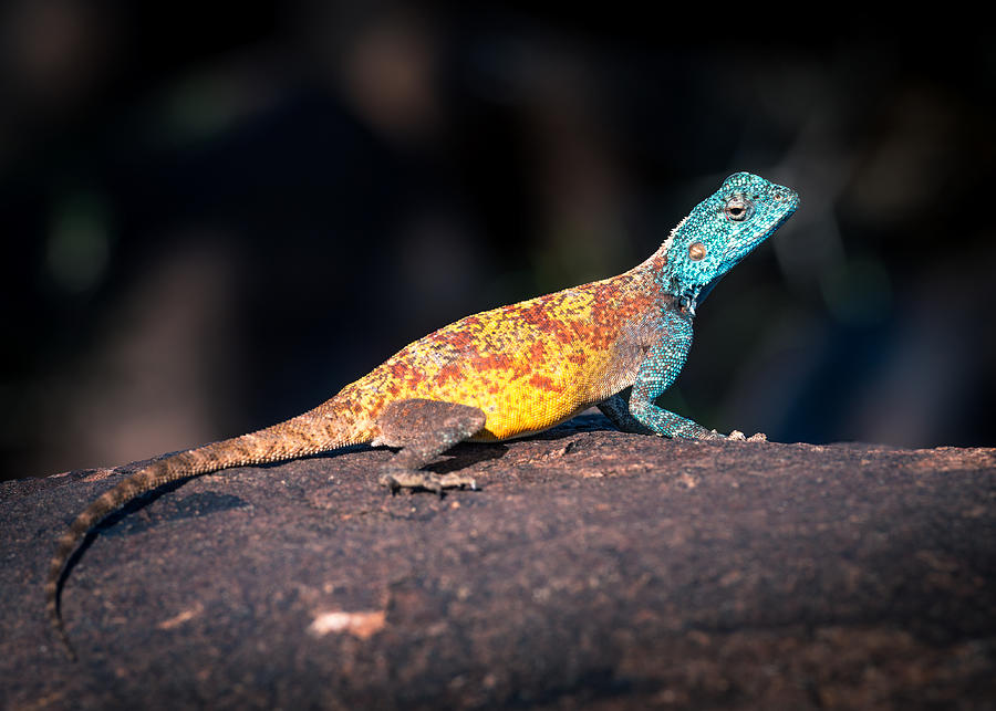 Agama planiceps Photograph by Peter Boehringer
