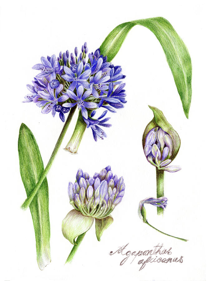 Agapanthus africanus Drawing by Marife Casares - Pixels