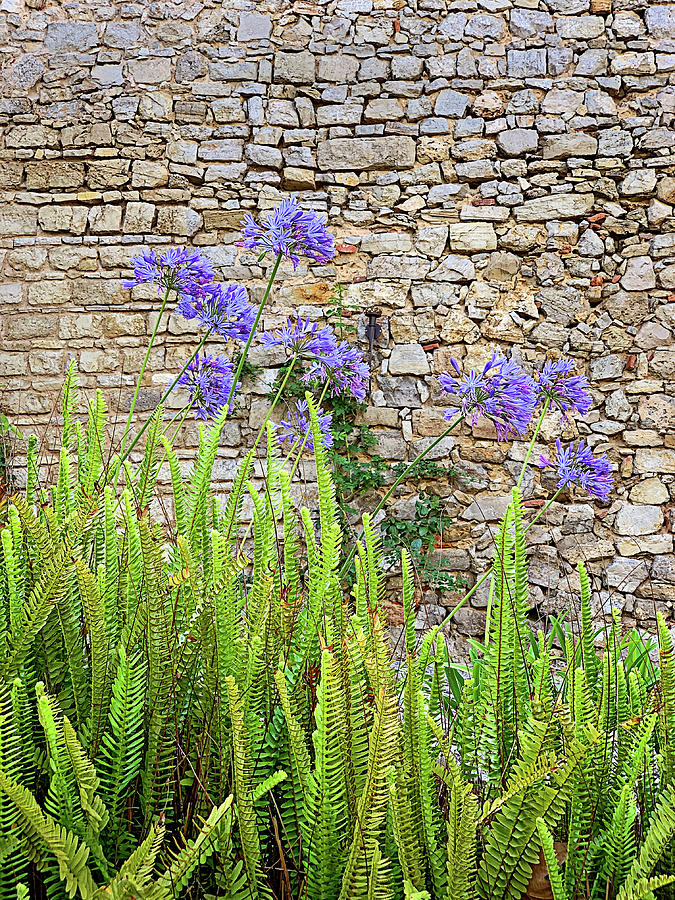 Agapanthus and Ferns Photograph by Jill Love