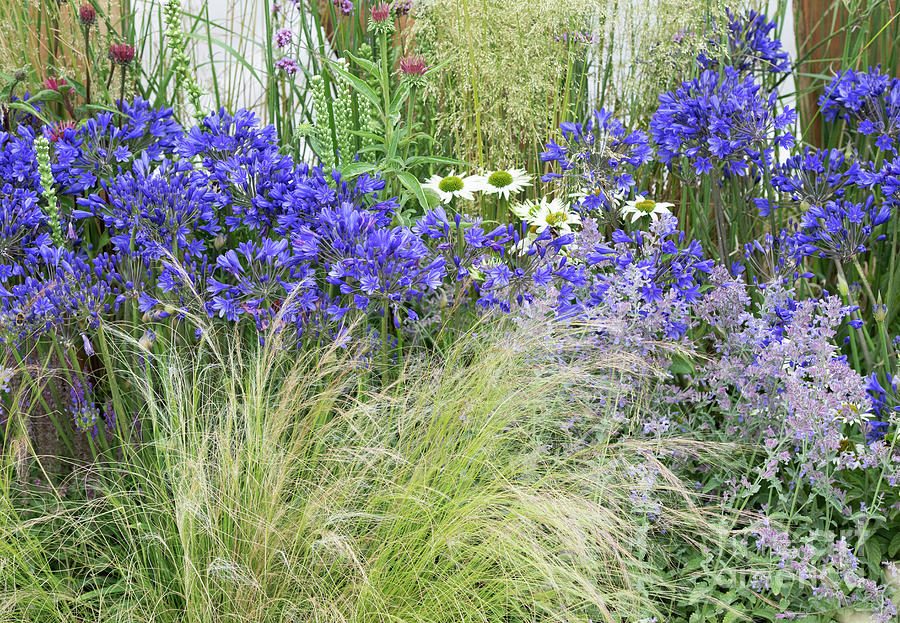 Agapanthus and Mexican Feather Grass Photograph by Tim Gainey