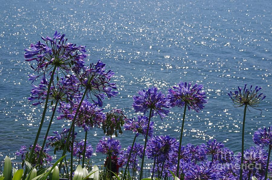 Agapanthus At St. Mawes, Cornwall, UK Photograph by Lesley Evered