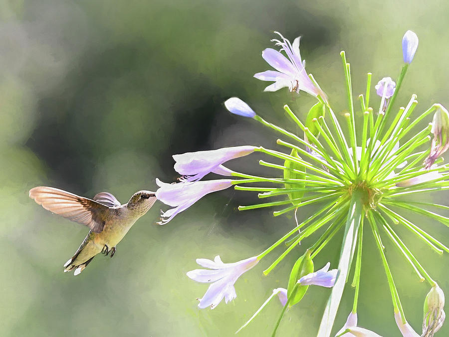 Hummingbird Photograph - Agapanthus Bloom  by Mary Lynn Giacomini