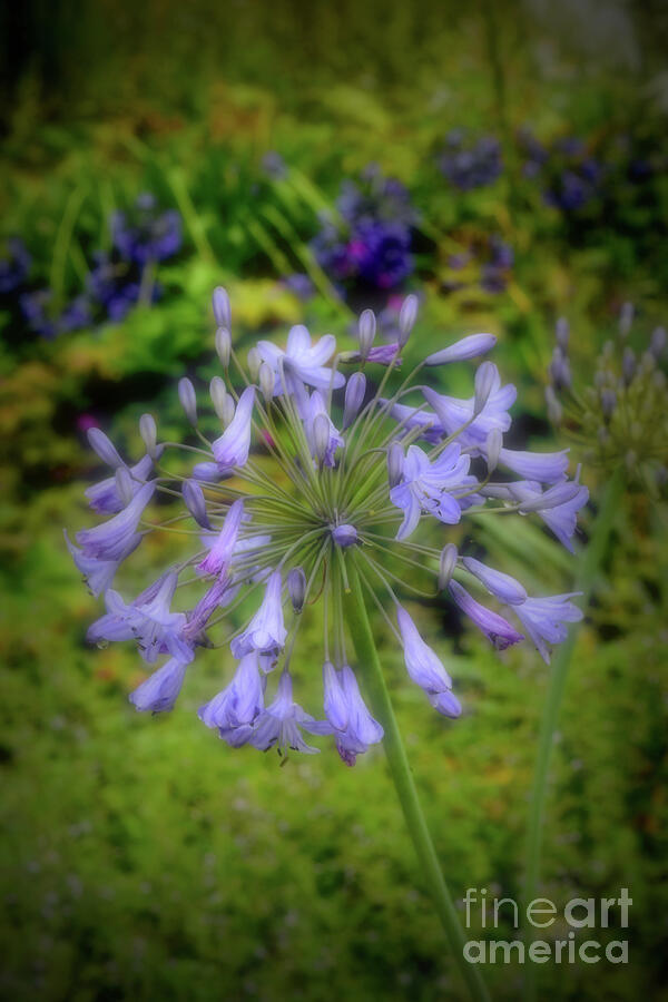 Agapanthus - African Lily Photograph by Yvonne Johnstone