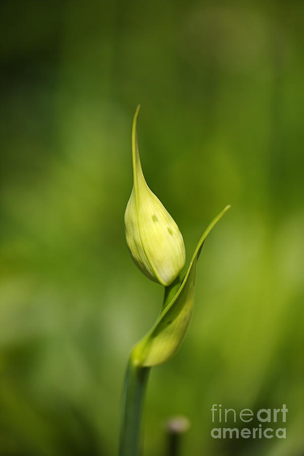 Agapanthus Bud And Side Shoot Photograph by Joy Watson