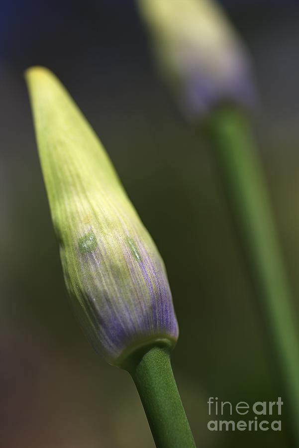 Nature Photograph - Agapanthus Bud Delight  by Joy Watson