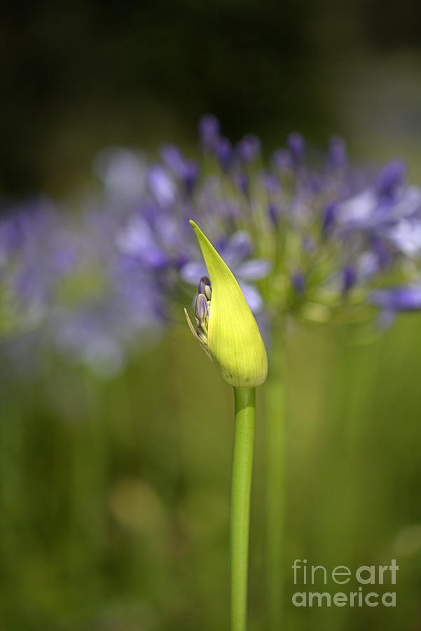 Agapanthus Bud Over Blooms  Photograph by Joy Watson