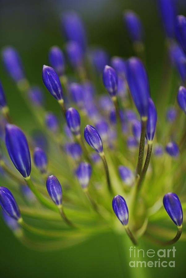 Agapanthus Buds Inner Glow  Photograph by Joy Watson