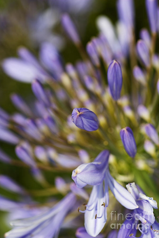 Nature Photograph - Agapanthus Buds To Flower by Joy Watson