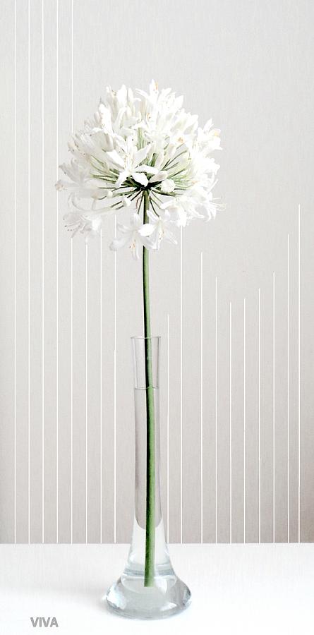 Agapanthus - Elegance - White Photograph by VIVA Anderson