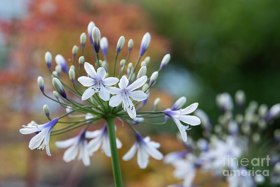 Agapanthus Fireworks Flowering in Summer Photograph by Tim Gainey Agapanthus Fireworks Flowering in Summer Photograph by Tim Gainey