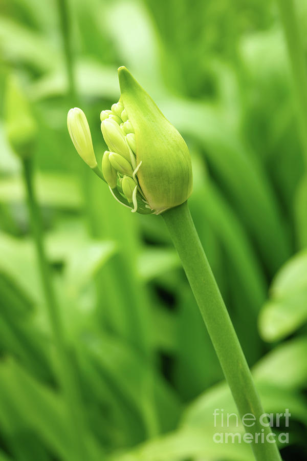 Agapanthus flower bud Photograph by Delphimages Photo Creations