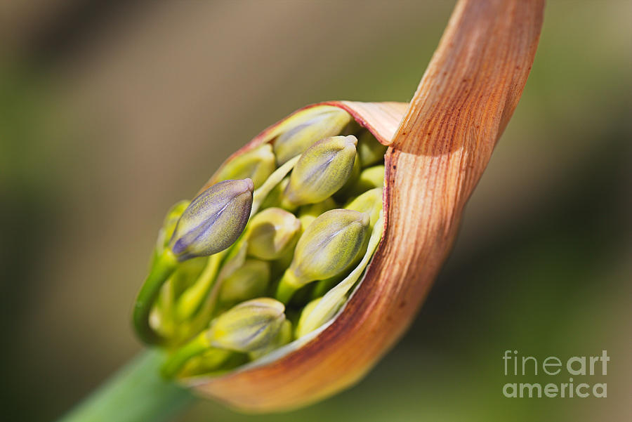 Agapanthus Flower Bud Pods Photograph by Joy Watson