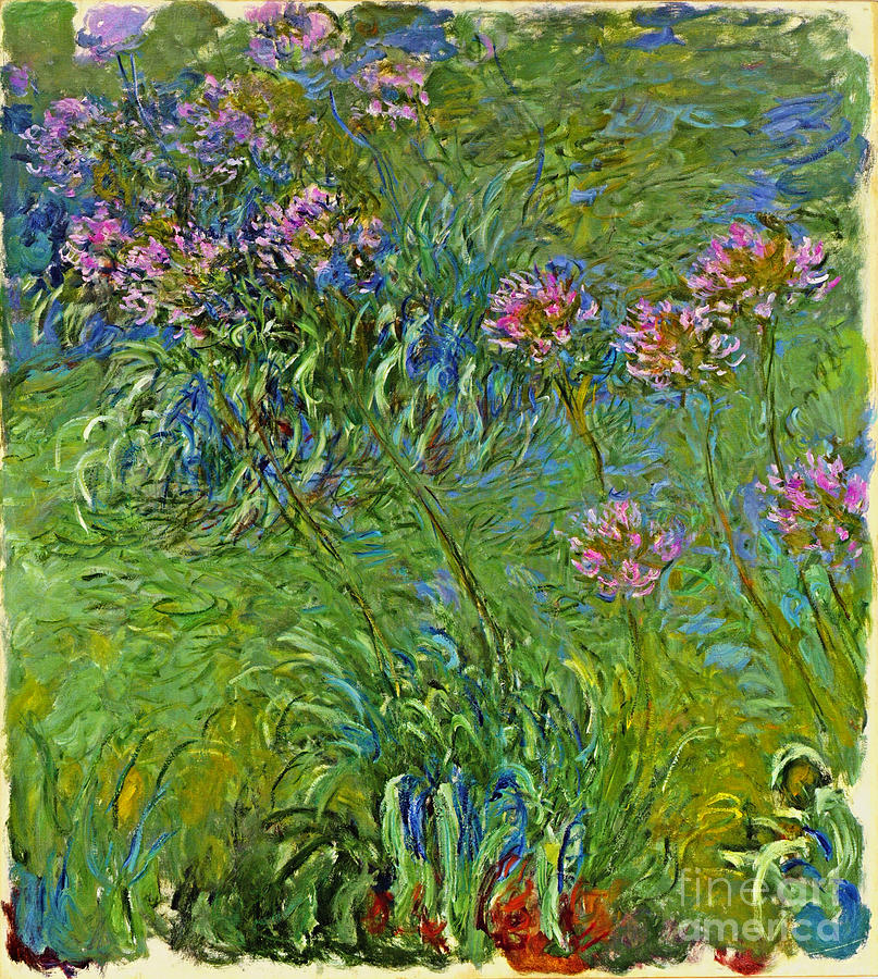 Agapanthus Flower Painting By Claude Monet Fine Art America